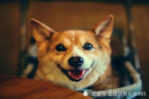 1994年属狗是什么命-1994 年属狗的人，忠诚热情似小强