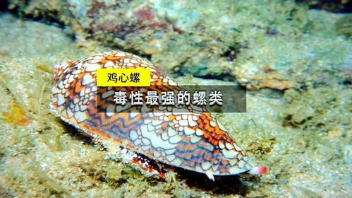 鸡心螺